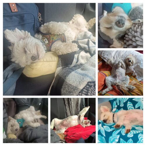 20251128_233646-COLLAGE